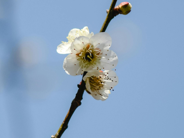 A plum blossom on a branch