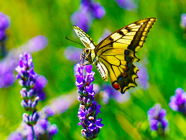 A yellow butterfly on a purple flowe