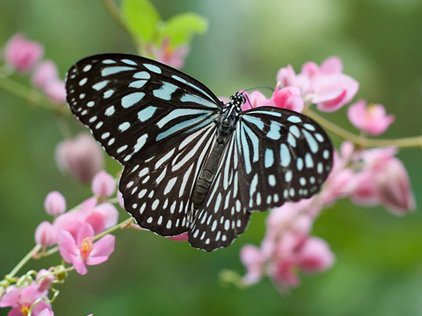 A blue and black butterfly on a pink flower