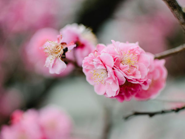 Plum blossom petals