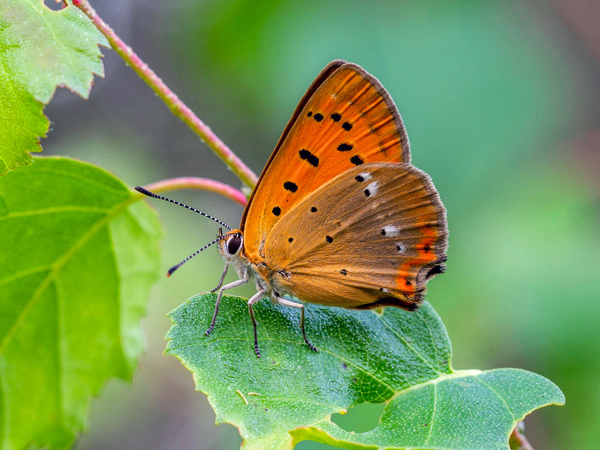 Orange butterfly sitting on a green leaf