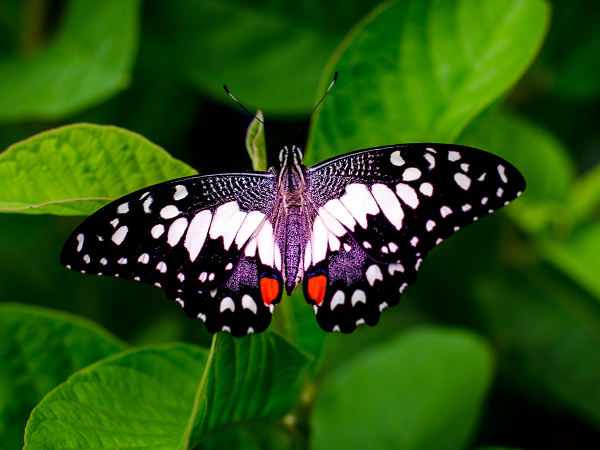 A butterfly on a leaf