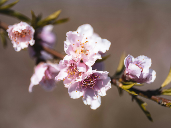 Plum blossom flowers