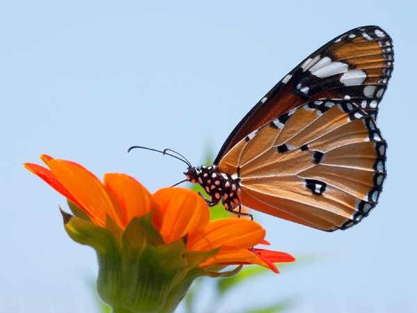 A brown butterfly on an orange flower