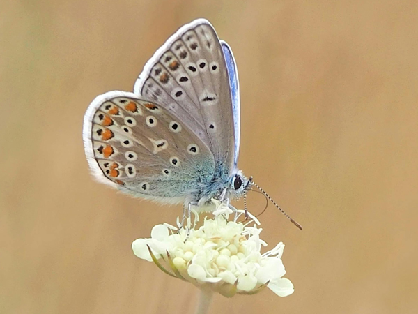 A brown butterfly on a white flower