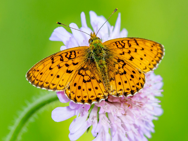 An orange butterfly on a lilac flower