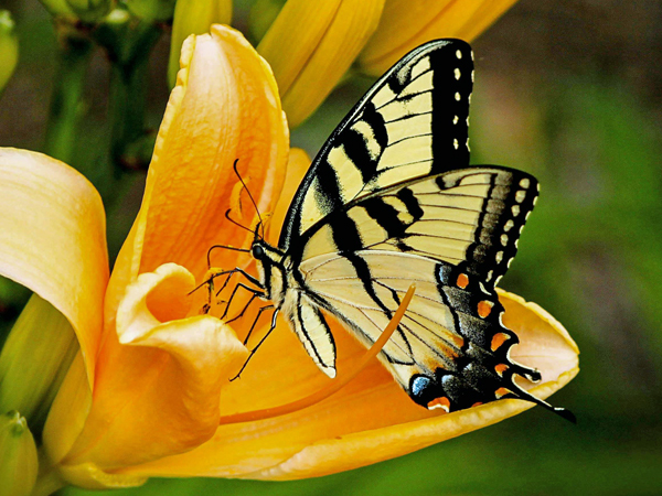 A yellow and black butterfly sits on a yellow flower