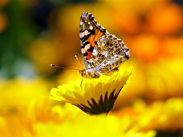 A butterfly on a yellow flower