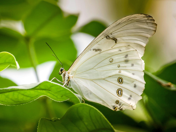 A white butterfly on a green leaf