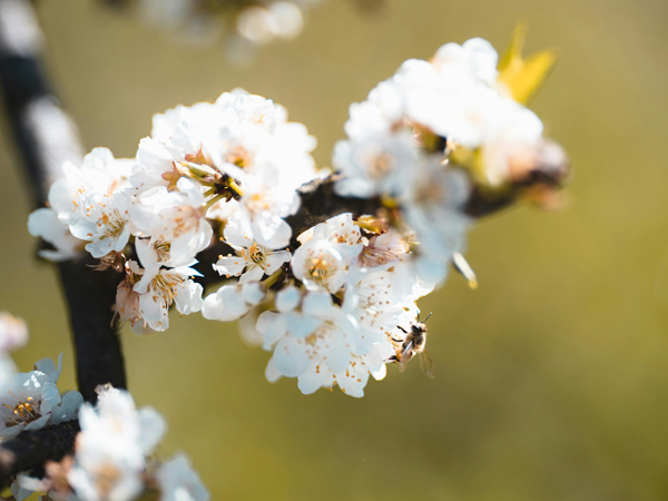 Plum blossom flowers