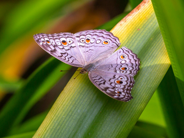 Purple butterfly sitting on a green leaf