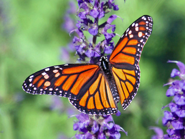 An orange butterfly on a purple flower