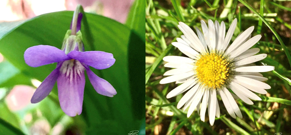 Violet and Daisy flowers