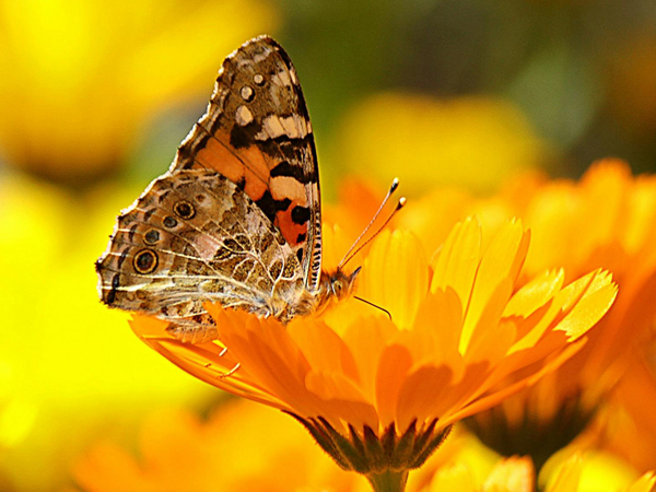 A brown butterfly on a yellow flower