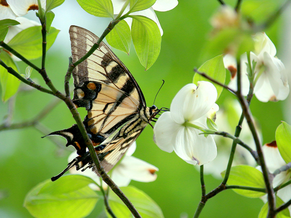 A light brown coloured butterfly sits on a white flower surrounded by twigs and leaves